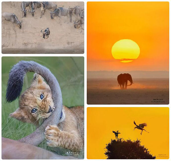 「动物王国」肯尼亚